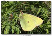 http://butterfliesofamerica.com/images/Pieridae/Coliadinae/colias_pelidne_skinneri/Colias_pelidne_skinneri_M_USA_MONTANA_Carbon_Co._Rock_Creek_23-VII-2011_BROCK_1.JPG