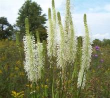 http://www.illinoiswildflowers.info/wetland/plants/am_burnet.htm