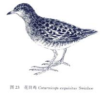 http://csdb.ioz.ac.cn/images/Upload_images/Animalia/Chordata/Aves/Gruiformes/Rallidae/Coturnicops/exquisitus/E9C51DDB-19B8-4C76-8AC6-46658ED514B5.jpg