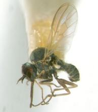 http://www.phorid.net/diptera/lower_brachycera/mythicomyiidae/mythicomyiidae.html