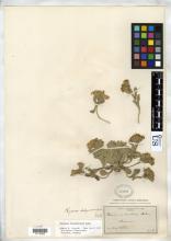 http://collections.mnh.si.edu/search/botany/?irn=10384177