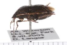http://www.boldsystems.org/views/taxbrowser.php?taxon=Holcostethus+tristis