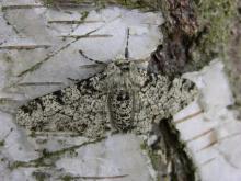 http://www.biopix.com/peppered-moth-biston-betularia_photo-23757.aspx