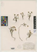 http://collections.mnh.si.edu/search/botany/?irn=2137797
