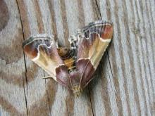 http://www.biopix.com/meal-moth-pyralis-farinalis_photo-14072.aspx