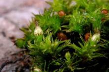 http://www.biopix.com/elegant-bristle-moss-orthotrichum-pulchellum_photo-53692.aspx