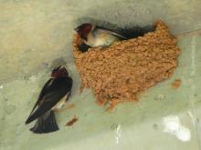 http://commons.wikimedia.org/wiki/File:Cliff_Swallow-27527-1.jpg