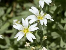 http://www.biopix.com/snow-in-the-summer-cerastium-tomentosum_photo-98204.aspx