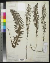 http://collections.mnh.si.edu/search/botany/?irn=10055919