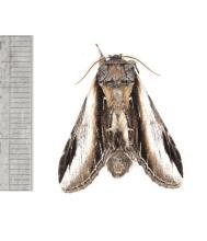 http://animaldiversity.ummz.umich.edu/collections/contributors/phil_myers/lepidoptera/Notodontidae/Pheosia2841/