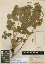 http://images.mobot.org/tropicosdetailimages/TropicosImages2/100157000/395E8BEA-3868-4D13-A15F-F97070E11FAE.jpg