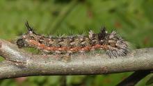 http://commons.wikimedia.org/wiki/File:Acronicta-impleta-001.jpg