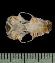 http://animaldiversity.ummz.umich.edu/site/resources/phil_myers/ADW_mammals/specimens/Chiroptera/Vespertilionidae/Myotis_velifer/ventral5803.jpg/medium.jpg