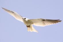 http://commons.wikimedia.org/wiki/File:Black-shouldered_Kite_Kooragang.jpg