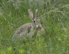 http://animaldiversity.ummz.umich.edu/site/resources/phil_myers/ADW_mammals/Lagomorpha/sylvilagus7991.jpg/medium.jpg