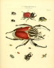 https://www.flickr.com/photos/biodivlibrary/6031827605/