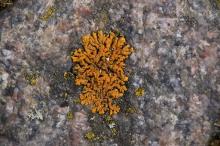 http://www.biopix.com/xanthoria-elegans_photo-104730.aspx