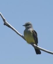 http://animaldiversity.ummz.umich.edu/site/resources/phil_myers/ADW_birds_3_4_03/kingbird7891.jpg/medium.jpg