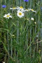 http://www.biopix.com/scentless-mayweed-tripleurospermum-inodorum_photo-106760.aspx