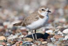 http://commons.wikimedia.org/wiki/File:Snowy_Plover_srgb.jpg
