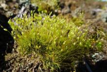 http://www.biopix.com/red-neck-forklet-moss-dicranella-cerviculata_photo-100577.aspx