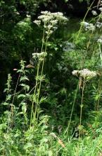 http://www.biopix.com/common-valerian-valeriana-officinalis_photo-106575.aspx