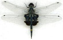 http://odonata.lifedesks.org/image/view/57/_original