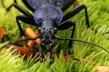 http://www.biopix.com/carabus-intricatus_photo-83294.aspx