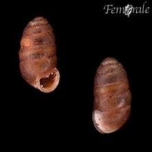 http://www.femorale.com/shellphotos/detail.asp?species=Pupilla%20muscorum%20(L.,%201758)