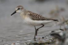 http://commons.wikimedia.org/wiki/File:Calidris-pusilla-001.jpg
