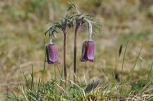 http://www.biopix.com/small-pasque-flower-pulsatilla-pratensis_photo-99052.aspx