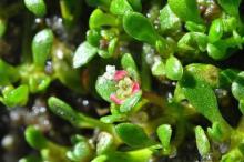 http://www.biopix.com/six-stamened-waterwort-elatine-hexandra_photo-100402.aspx