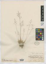 http://collections.mnh.si.edu/services/media.php?env=botany&irn=10049580