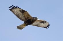 http://www.biopix.com/rough-legged-buzzard-buteo-lagopus_photo-96557.aspx