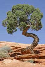 http://commons.wikimedia.org/wiki/File:Tree_Canyonlands_National_Park.jpg