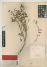 http://collections.mnh.si.edu/services/media.php?env=botany&irn=10114109