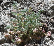 Goose Creek Milkvetch (Astragalus anserinus)