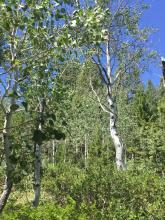 Aspen Populus tremuloides