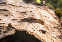 Photo of Hemphillia skadei