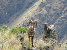 Rocky Mountain Bighorn Sheep Photo