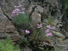 Phlox colubrina - Photo (BY) Cyndi Coulter, IDFG