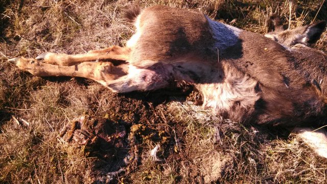 Roadkill mule deer doe