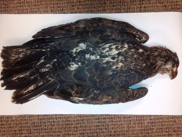 Road-killed juvenile bald eagle, Salmon Region, dorsal view