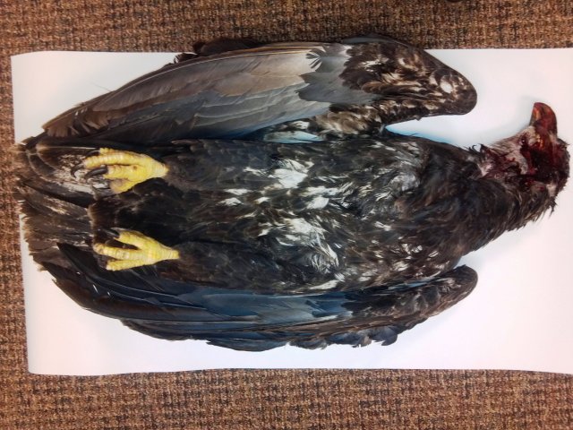 Road-killed juvenile bald eagle, Salmon Region, ventral view