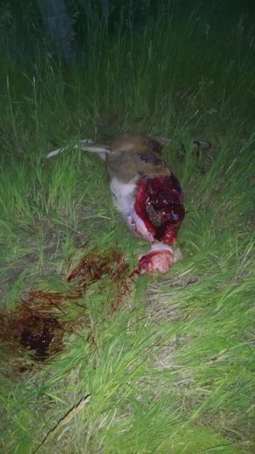 Roadkilled Mule Deer Doe carcass in grass