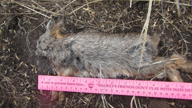 Dead Pygmy Rabbit along HWY 20/26/93 milepost 237.75