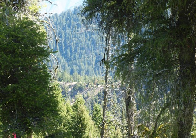 LESA bare ridge habitat