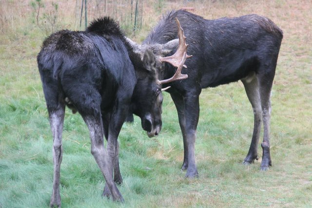Sparring with another bull (the moose killed is in the foreground) taken 10-15-2014