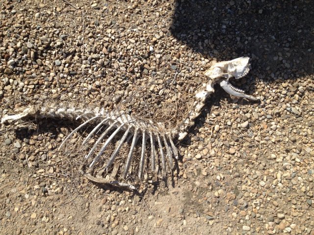 Top down image of a skeletal female deer missing legs