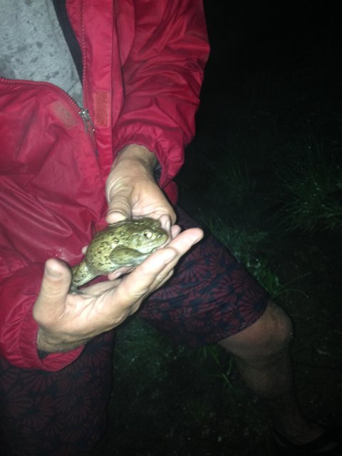 Female boreal toad